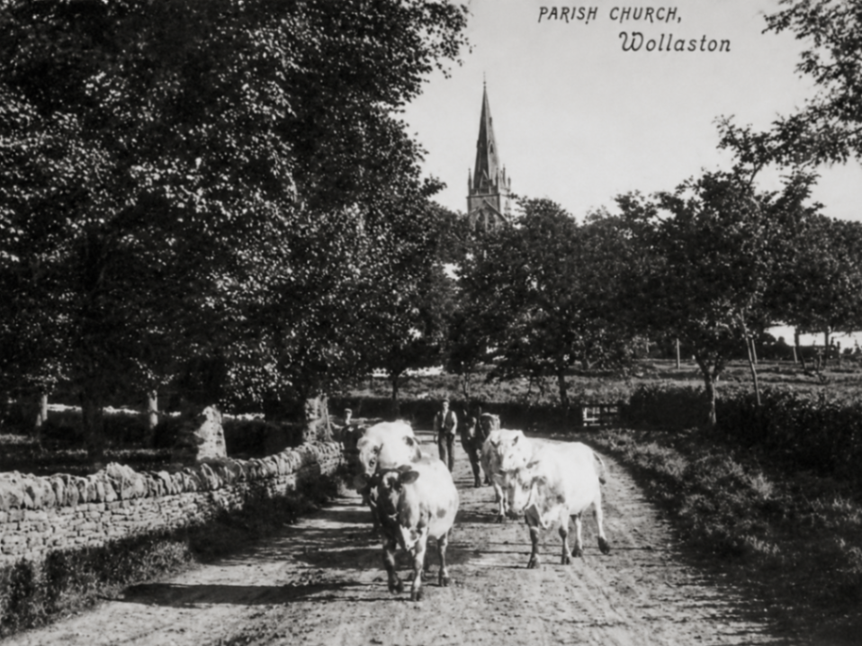 Parish Church, Wollaston — cattle on the lane